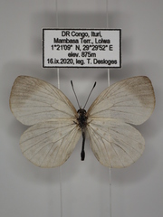 Larinopoda tera