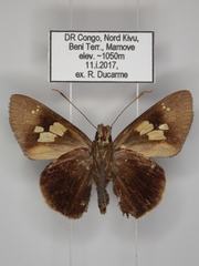 Caenides xychus