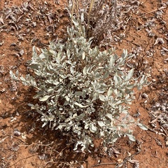Atriplex nummularia
