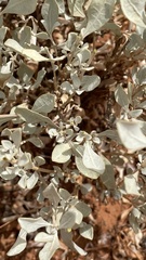 Atriplex nummularia