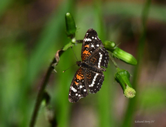 Anthanassa texana seminole