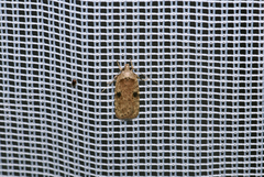 Agonopterix propinquella