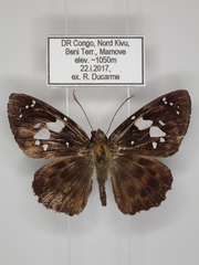 Celaenorrhinus proxima proxima