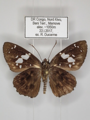 Celaenorrhinus proxima proxima