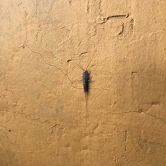 Ctenolepisma lineatum