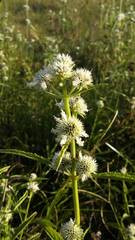 Hyptis lappacea