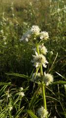 Hyptis lappacea