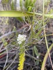 Phylica strigosa