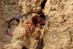 Nomada agrestis