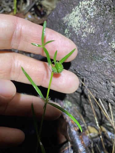 Image of Opercularia diphylla by (c) Greg Tasney, some rights reserved (CC BY-SA)