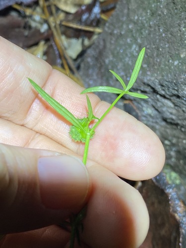 Image of Opercularia diphylla by (c) Greg Tasney, some rights reserved (CC BY-SA)