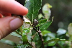 Elaphinis delagoensis