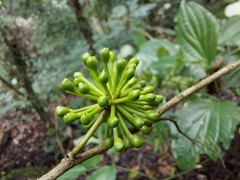 Miliusa roxburghiana