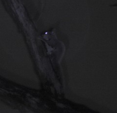 Petaurus norfolcensis