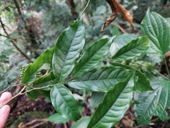 Miliusa roxburghiana