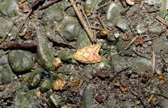 Hypercallia citrinalis