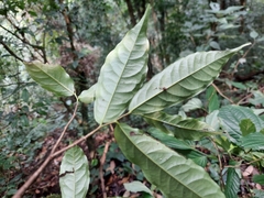 Miliusa roxburghiana