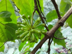 Miliusa roxburghiana