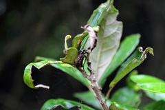 Elaphinis delagoensis