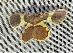 Opisthoxia