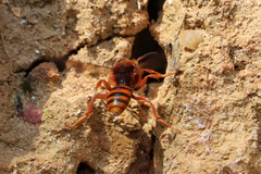 Nomada agrestis