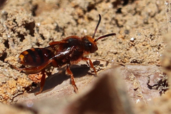 Nomada agrestis
