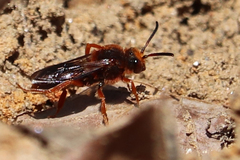 Nomada agrestis