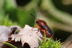 Nomada agrestis