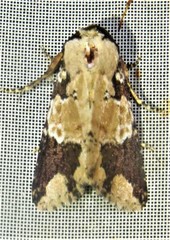 Condica cupentia
