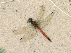 Sympetrum striolatum