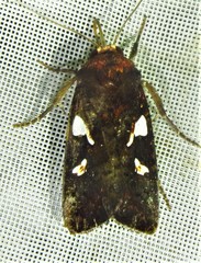 Calymniodes