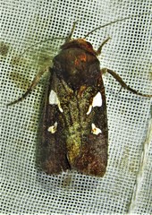 Calymniodes