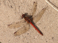 Sympetrum striolatum