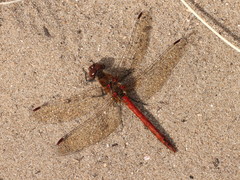 Sympetrum striolatum