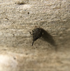 Parethelcus pollinarius