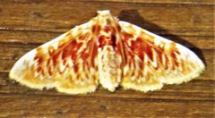 Polygrammodes sanguinalis