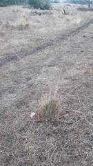 Muhlenbergia lindheimeri
