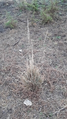 Muhlenbergia lindheimeri