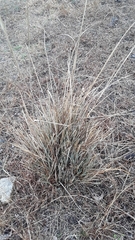Muhlenbergia lindheimeri