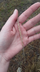 Muhlenbergia lindheimeri