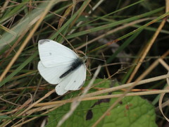 Pieris rapae