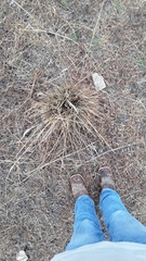 Muhlenbergia lindheimeri