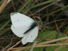 Pieris rapae