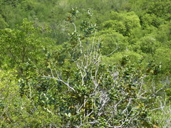 Diospyros leucomelas