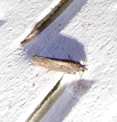 Pseudexentera mali