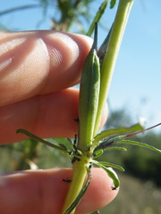 Sesamum triphyllum