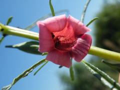 Sesamum triphyllum