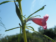 Sesamum triphyllum
