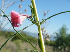 Sesamum triphyllum