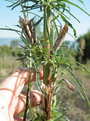 Sesamum triphyllum